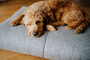 Finno Dog Bed - Anthracite - Barker & Bones